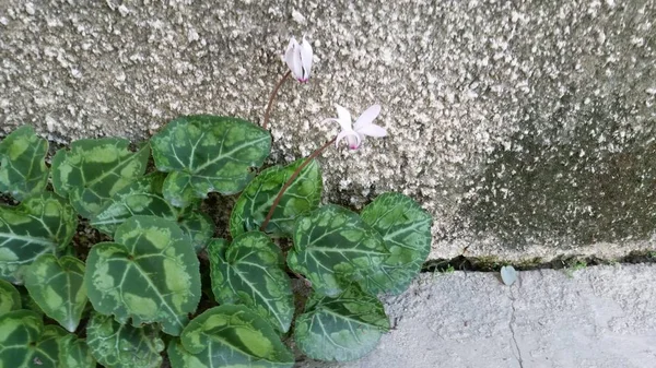 Die Schöne Cyclamenblüte Garten — Stockfoto