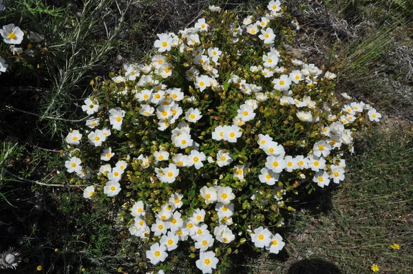 Bela Flor Cistus Jardim — Fotografia de Stock