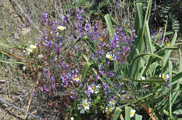 花园中美丽的百合花 — 图库照片