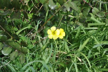 Güzel Oxalis pes-caprae çiçek bahçesinde