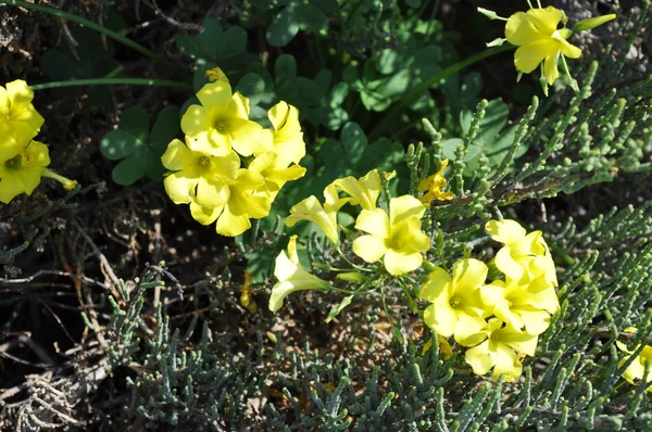 Bela Flor Oxalis Pes Caprae Jardim — Fotografia de Stock