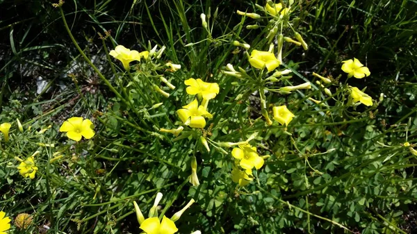 Bela Flor Oxalis Pes Caprae Jardim — Fotografia de Stock