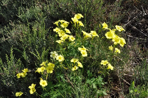 Krásná Květina Pes Caprae Oxalis Zahradě — Stock fotografie