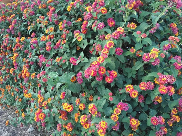 Güzel Lantana camara çiçek bahçesinde