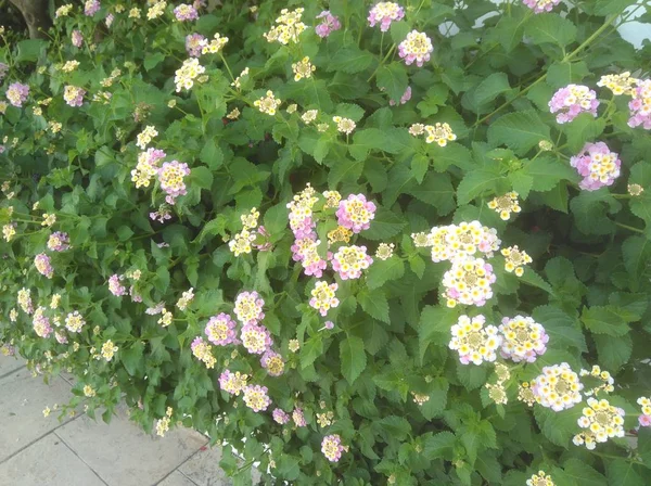 Die Schöne Lantana Camara Blume Garten — Stockfoto