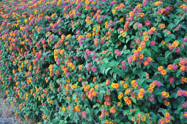 Güzel Lantana camara çiçek bahçesinde