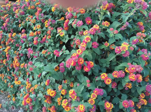 Красивый Цветок Lantana Camara Саду — стоковое фото