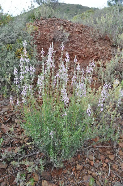 Güzel Lavandula Çiçek Bahçesinde — Stok fotoğraf