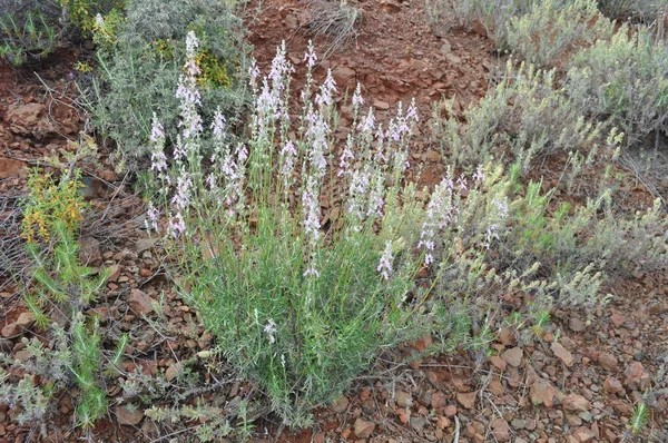 Güzel Lavandula Çiçek Bahçesinde — Stok fotoğraf