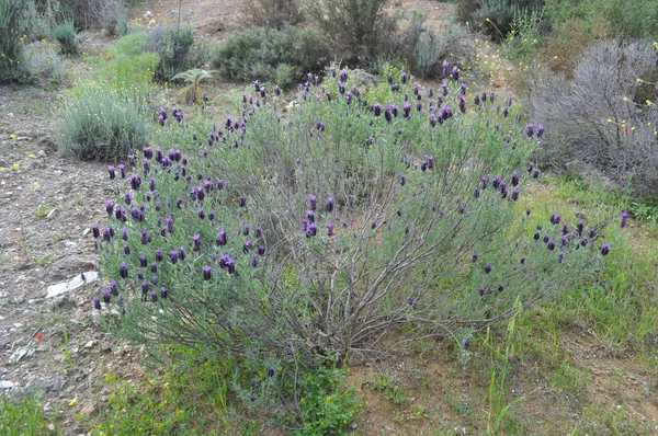 Bela Flor Lavandula Jardim — Fotografia de Stock