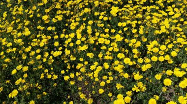 Güzel bellis lerdeki çiçek bahçesinde