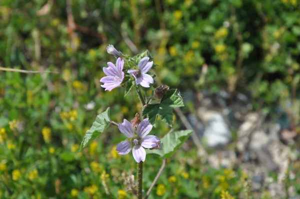 Die Schöne Malva Sylvestris Blume Garten — Stockfoto