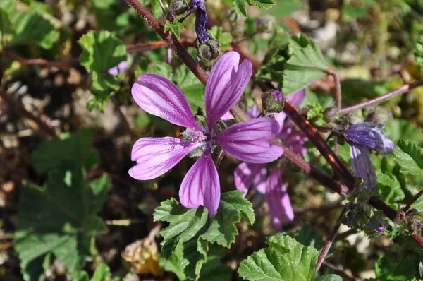 정원에서 Sylvestris — 스톡 사진