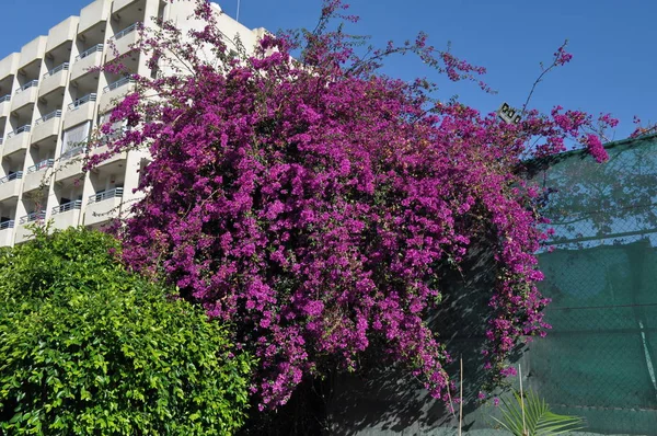 Hermosa Flor Buganvilla Jardín — Foto de Stock