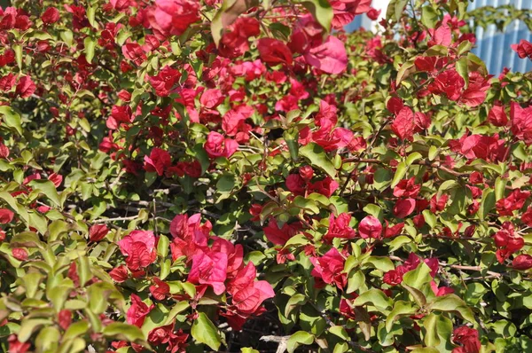 Krásná Květina Popínavé Rostliny Zahradě — Stock fotografie