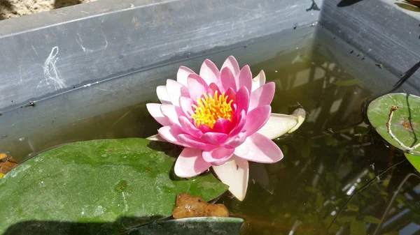 Belle Fleur Nymphaea Dans Jardin — Photo