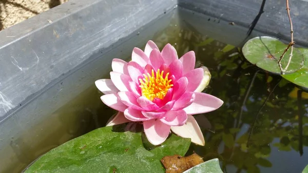 Güzel Nymphaea Çiçek Bahçesinde — Stok fotoğraf