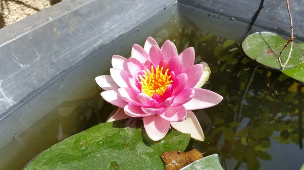 Belle Fleur Nymphaea Dans Jardin — Photo