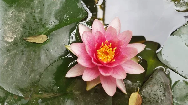Gyönyörű Nymphaea Virág Kert — Stock Fotó
