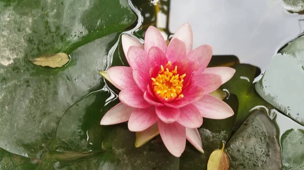 Güzel Nymphaea Çiçek Bahçesinde — Stok fotoğraf