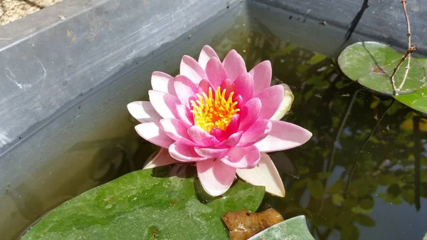 Belle Fleur Nymphaea Dans Jardin — Photo