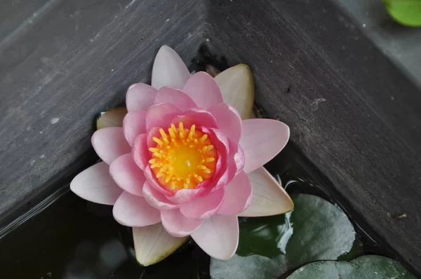 Красива Квітка Німфи Саду — стокове фото