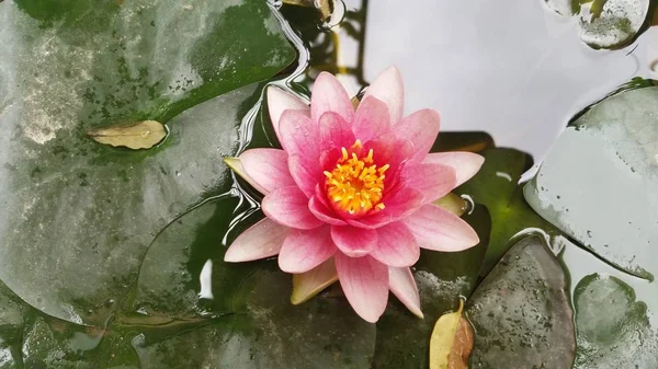 Güzel Nymphaea Çiçek Bahçesinde — Stok fotoğraf