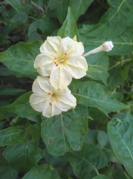 Die Schöne Cestrum Nocturnum Blume Garten — Stockfoto