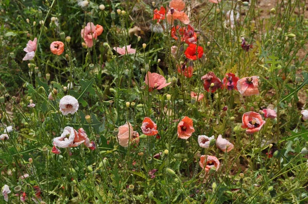 Piękny Kwiat Mak Ogród — Zdjęcie stockowe