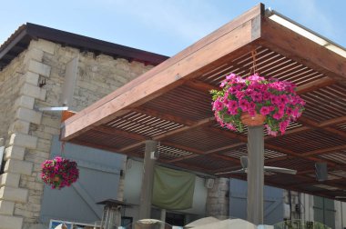 Güzel Petunya çiçek bahçesinde