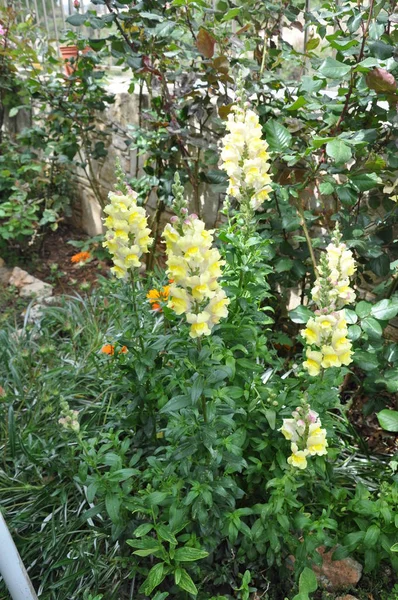 Bela Flor Antirrrhinum Majus Jardim — Fotografia de Stock