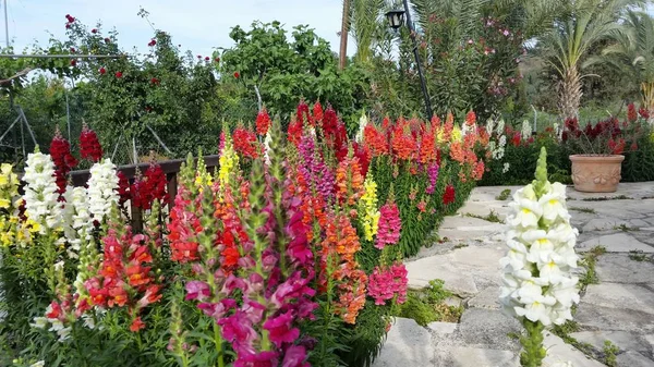 Güzel aslanağzı majus çiçek bahçesinde