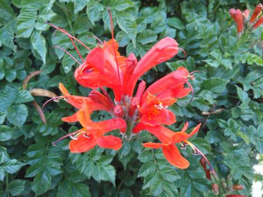 Güzel Tecoma capensis çiçek bahçesinde