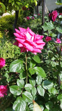 Bahçe içinde güzel gül çiçek