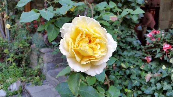 Die Schöne Rosenblume Garten — Stockfoto