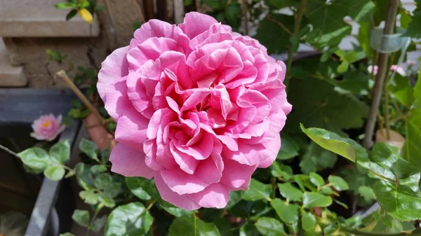 Bel Fiore Rosa Giardino — Foto Stock