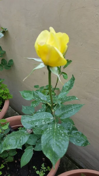 Hermosa Flor Rosa Jardín — Foto de Stock