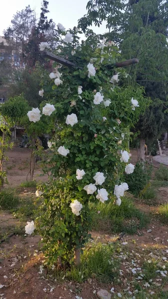 Bahçe Içinde Güzel Gül Çiçek — Stok fotoğraf