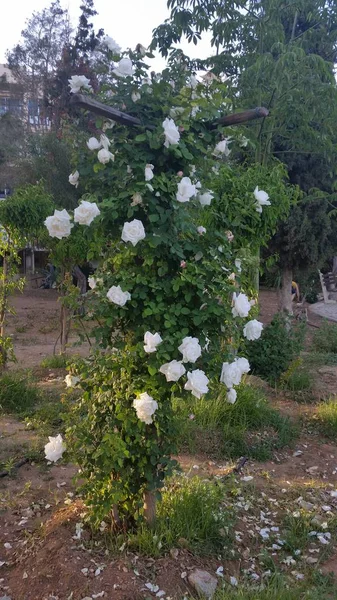 Bel Fiore Rosa Giardino — Foto Stock