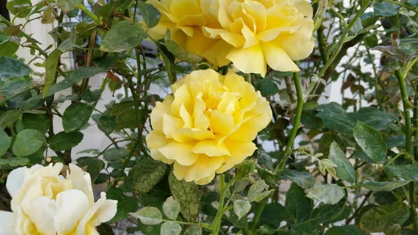 Gyönyörű Rózsa Virág Kert — Stock Fotó