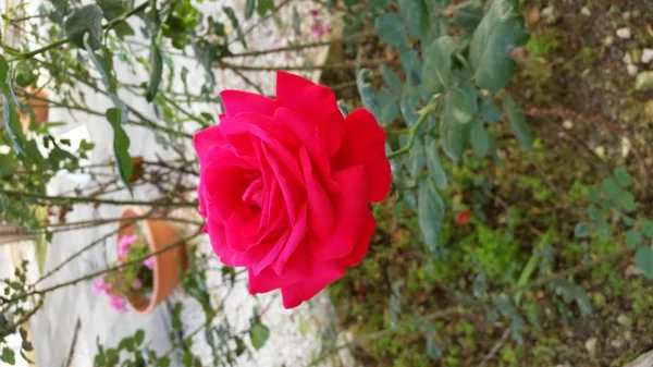 Beautiful Rose Flower Garden — Stock Photo, Image