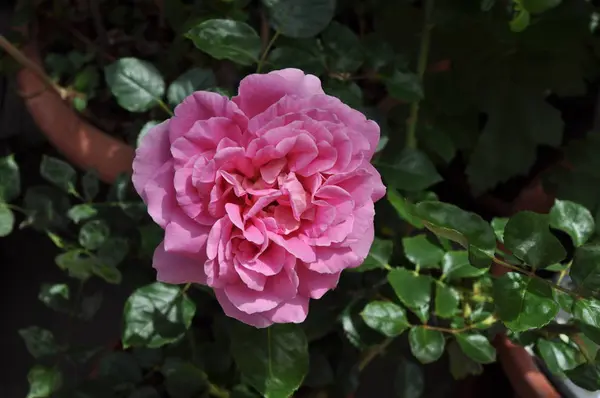 Beautiful Rose Flower Garden — Stock Photo, Image