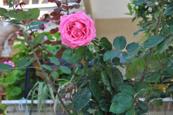 庭で美しいバラの花 — ストック写真