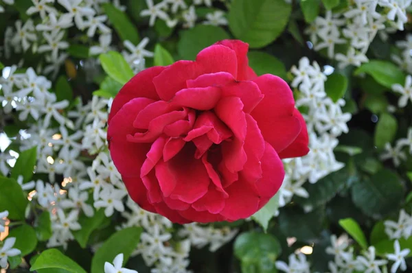 Прекрасный Цветок Розы Саду — стоковое фото