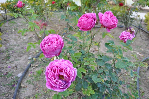 Bela Flor Rosa Jardim — Fotografia de Stock