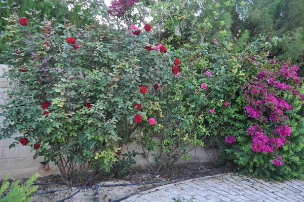 Die Schöne Rosenblume Garten — Stockfoto