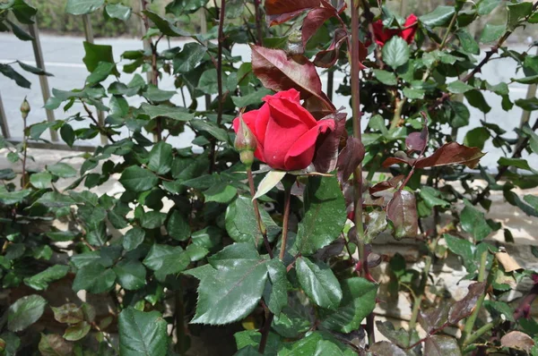 Vacker Ros Blomma Trädgården — Stockfoto