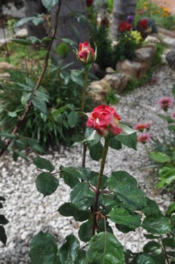 Bahçe içinde güzel gül çiçek