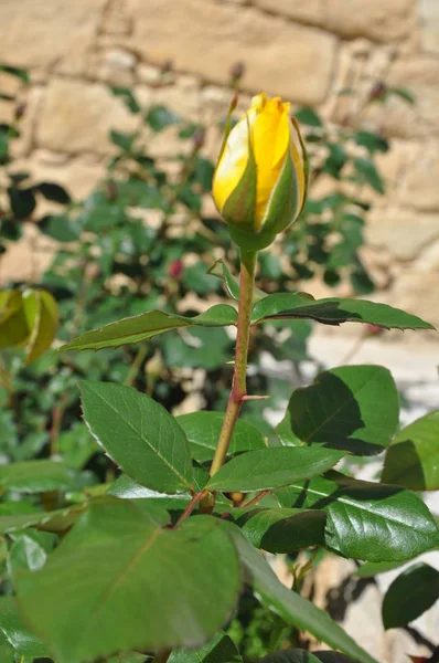 Bela Flor Rosa Jardim — Fotografia de Stock