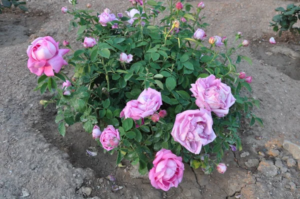 Bela Flor Rosa Jardim — Fotografia de Stock